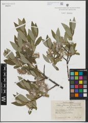 Foto von Salix glauca L. x Salix myrsinites L.